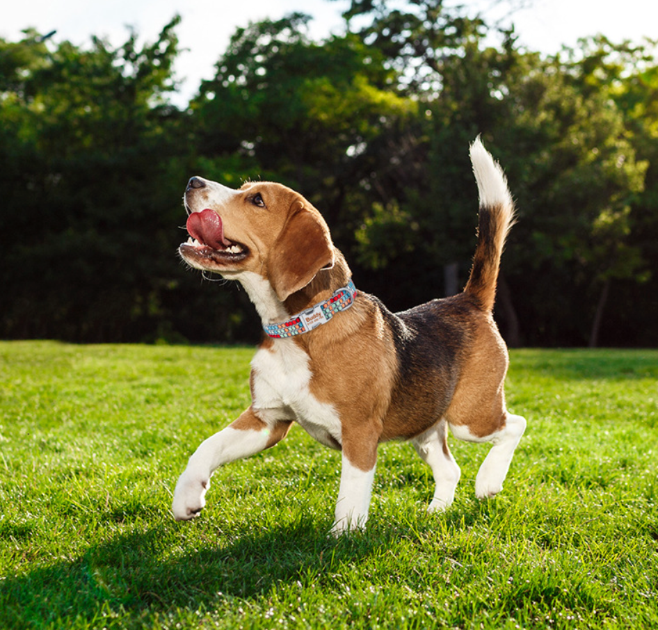 Chenpet Hot Selling Dog Collars Pet Collars Dog Leash