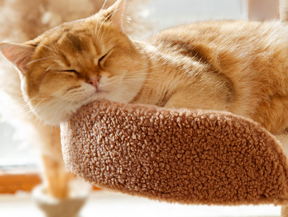 Chenpet Durable Large Cat Trees Cat Play Pet Wooden  House