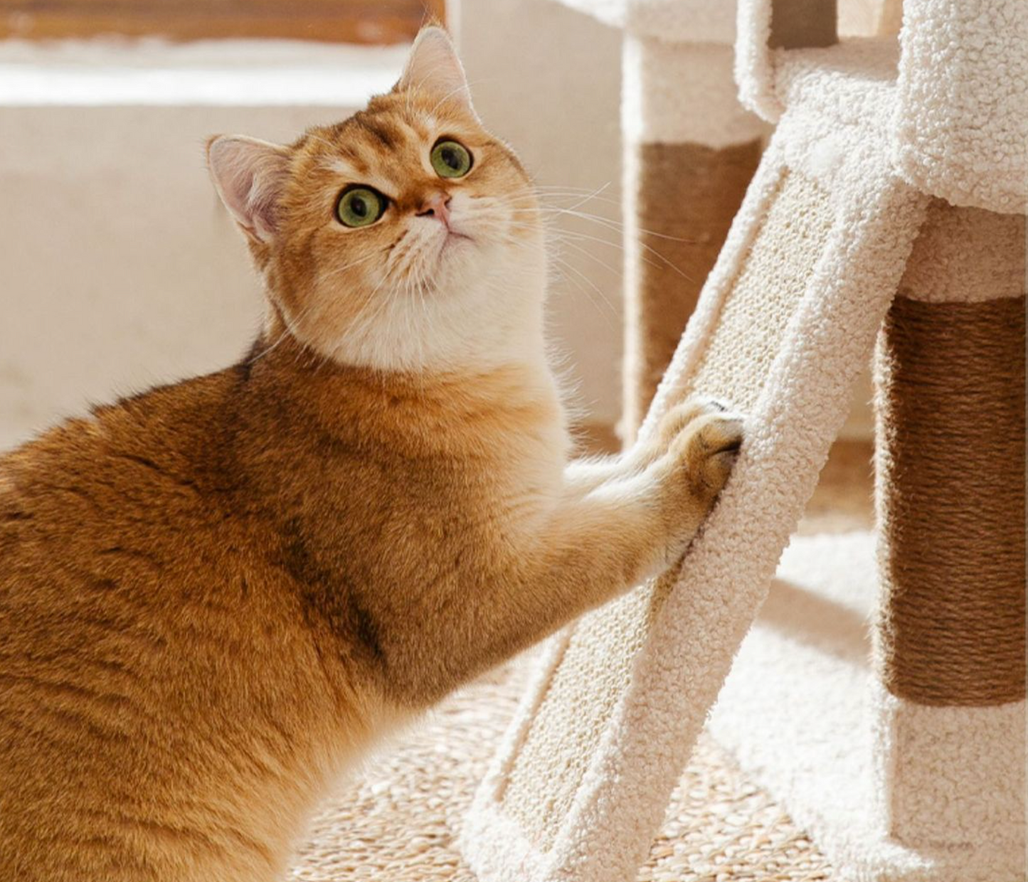 Chenpet Durable Large Cat Trees Cat Play Pet Wooden  House