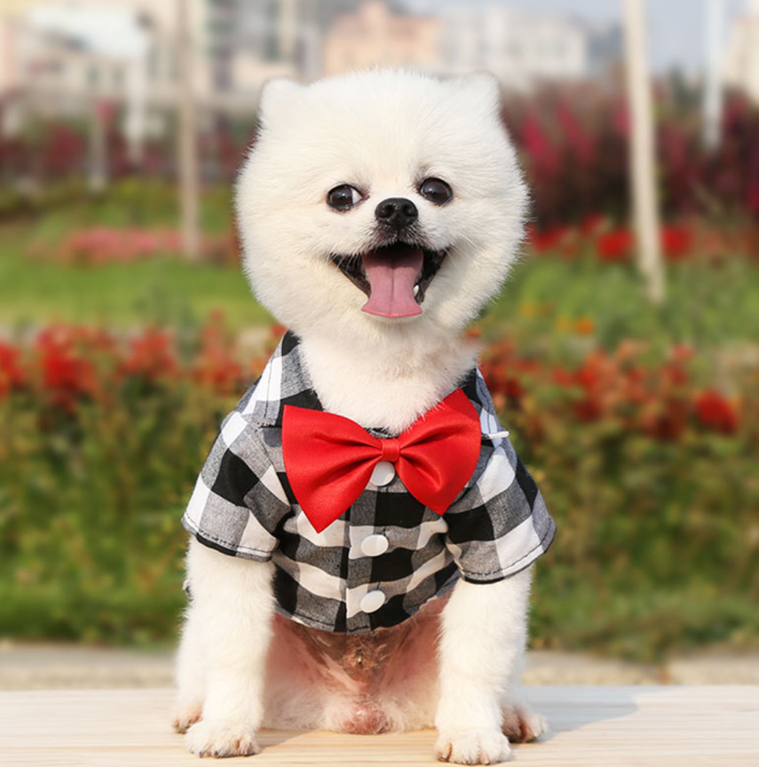 Chenpet Customized Pet Apparels Dog Clothes Dog T-shirts