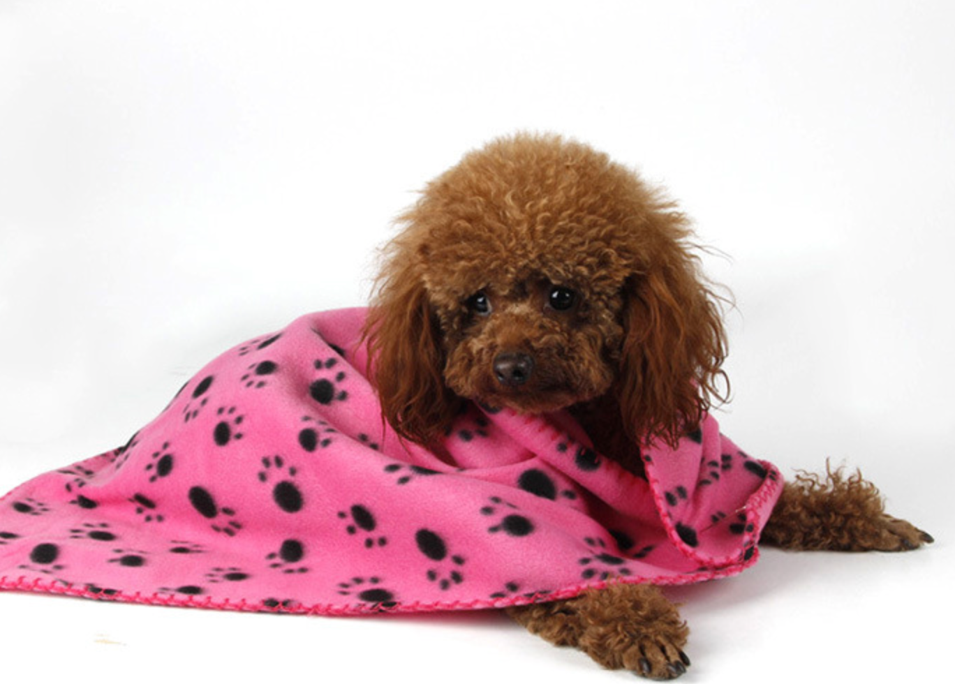 Chenpet Wholesale Warm Pet Mats Fleece Dog Blankets