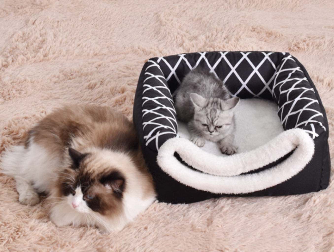 Chenpet Wholesale Eco Friendly Foldable Pet Beds Dog Beds Cat Beds