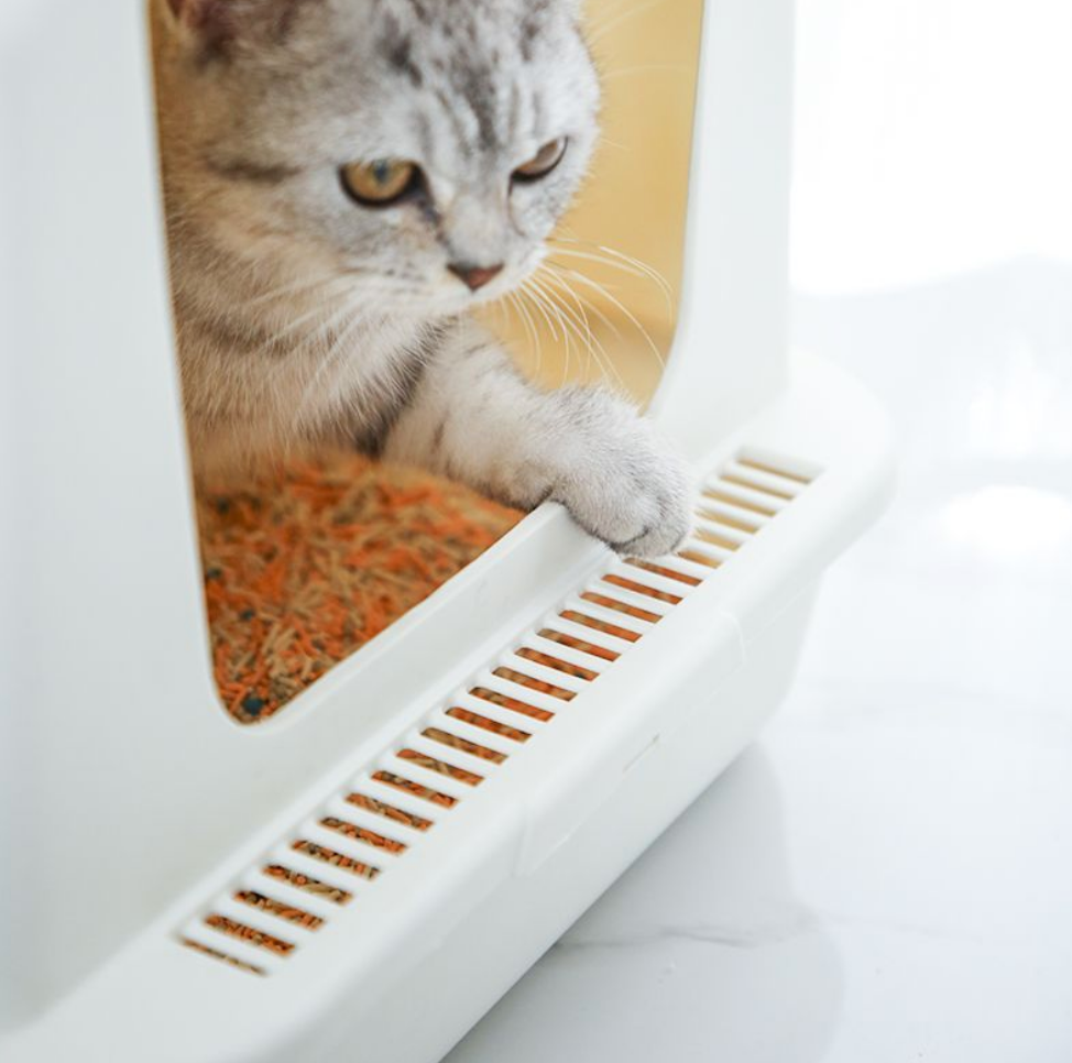 Chenpet PP Easy Wash Cat Little Boxs