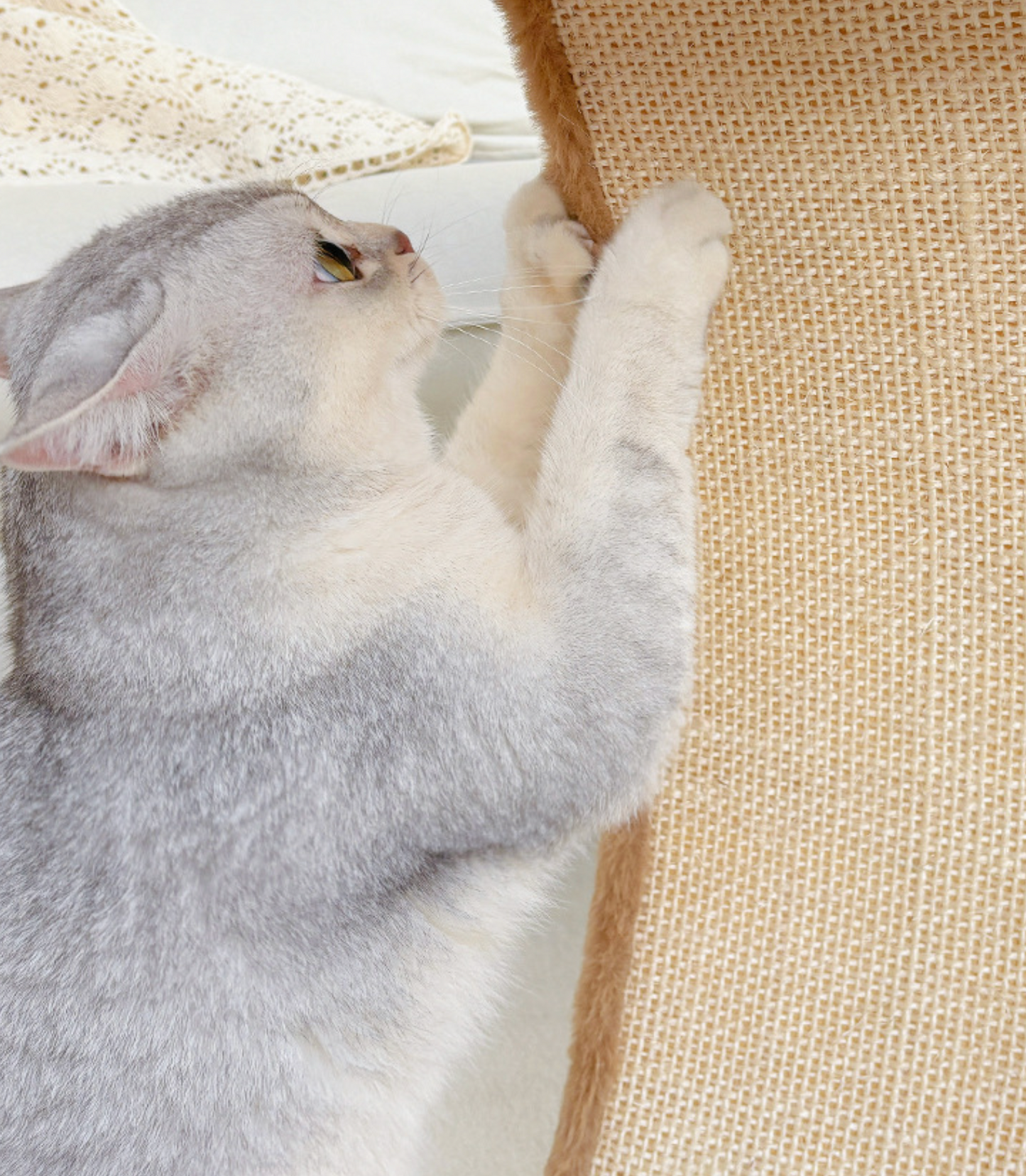 Chenpet Manufacturer New Design Of Flower Style Cat Trees