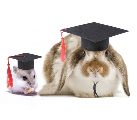 Pawpect Manufacturer Small Pets Bachelor's Cap Rabbits Hamsters Caps