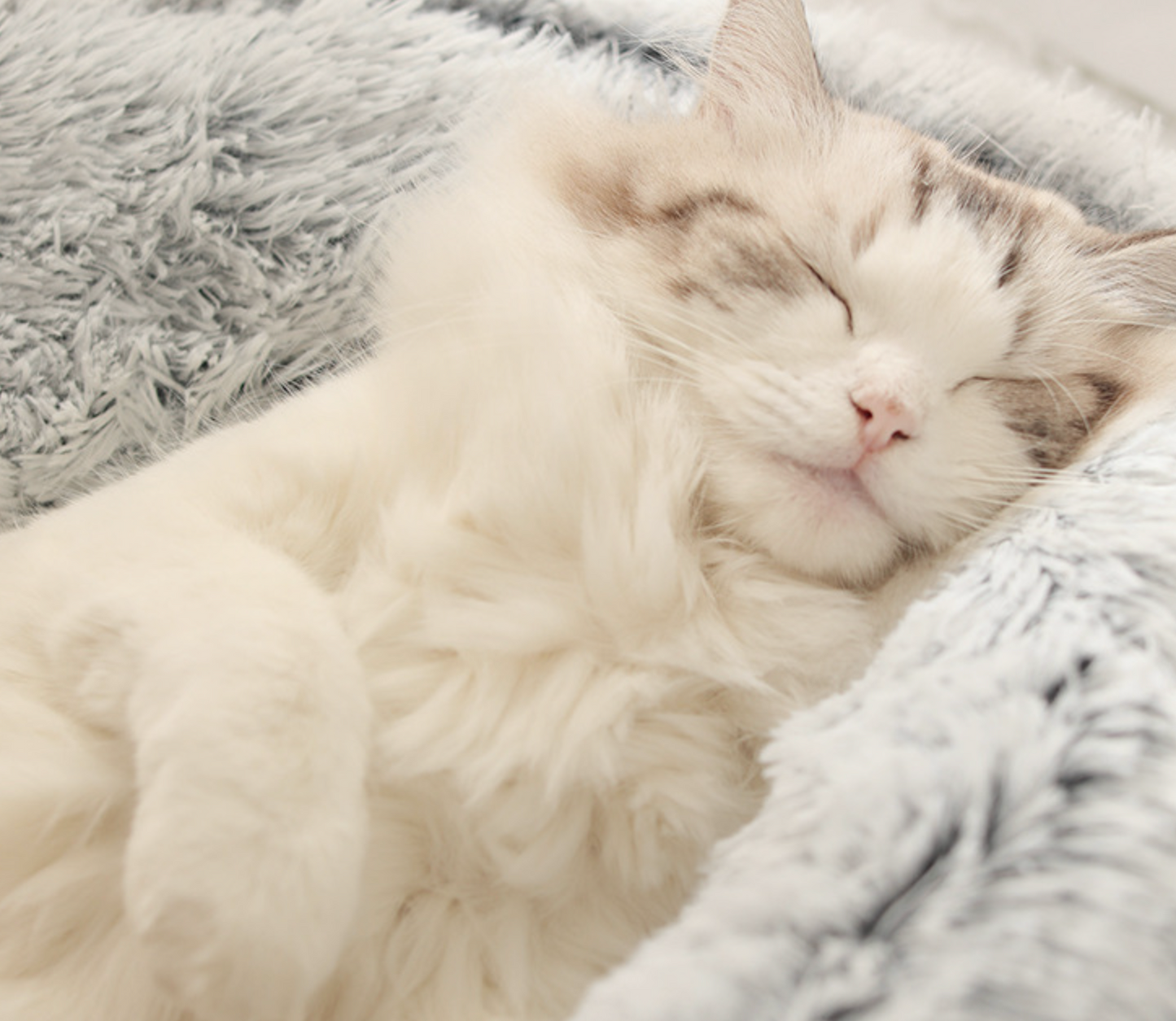 Chenpet Wholesale Upgraded Version Cozy Plush Pet Bed Cat Customized Bed