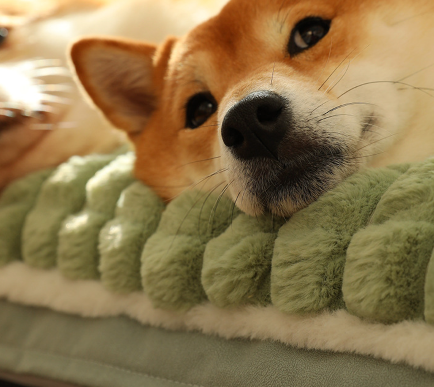 Durable High Quality Memory Foam Pet Bed Dog Large Beds