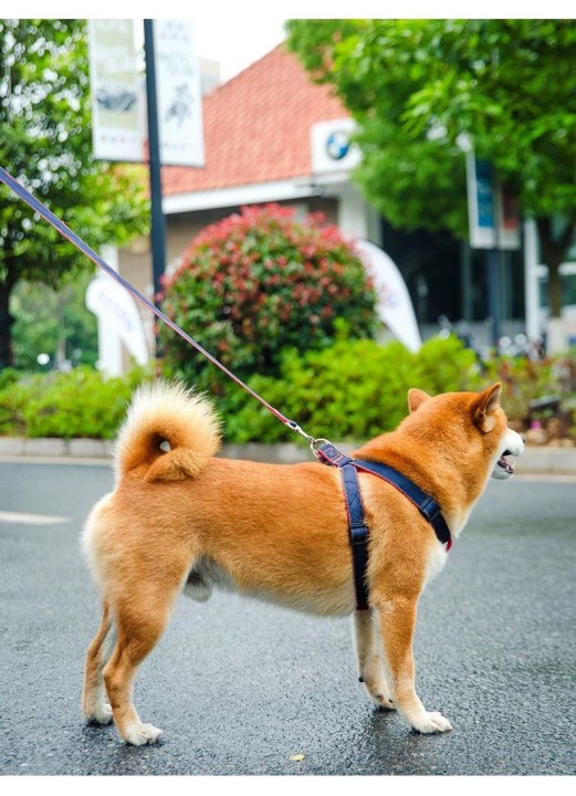 Lovely New Design Pet Dog Collar Chest &Leash