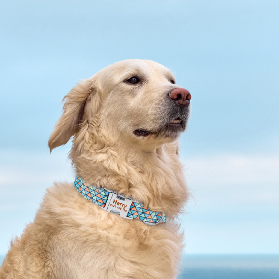Chenpet Hot Selling Dog Collars Pet Collars Dog Leash