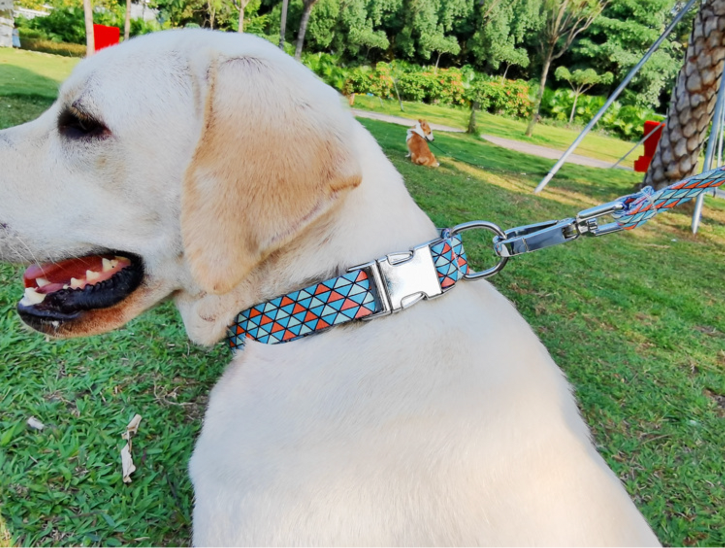 Chenpet Hot Selling Dog Collars Pet Collars Dog Leash
