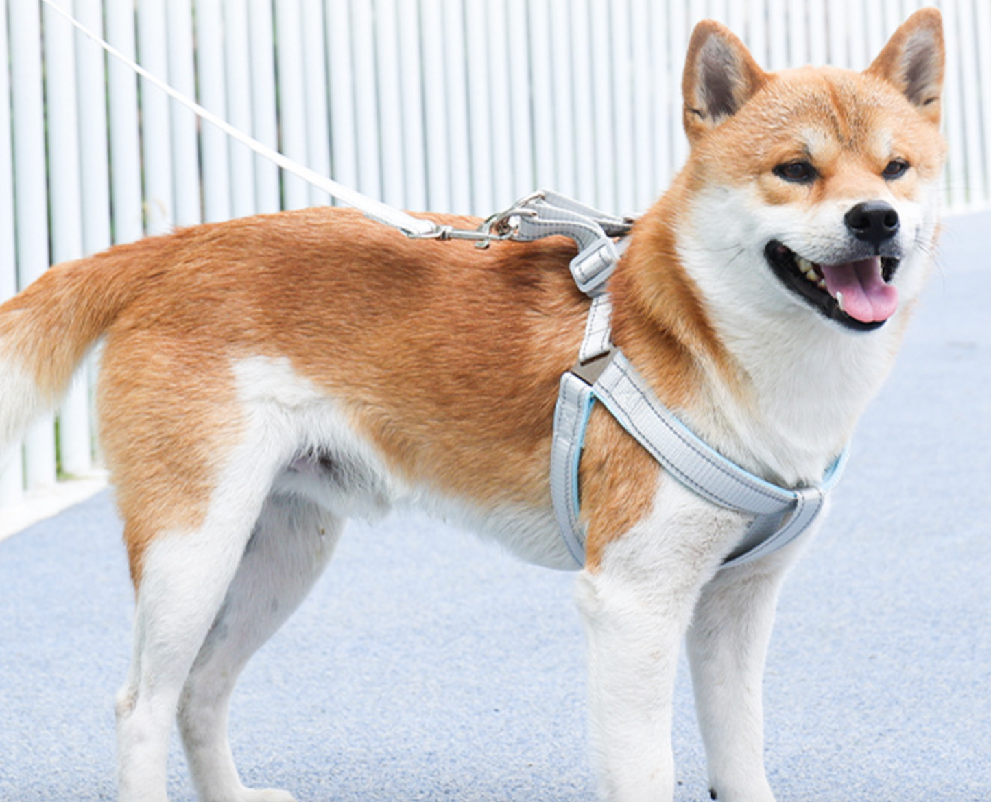 Chenpet Wholesale Pet Collars Dog Accessories Sets