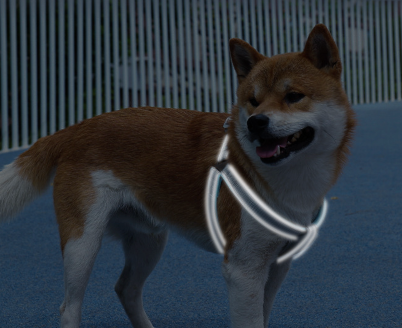 Chenpet Wholesale Pet Collars Dog Accessories Sets