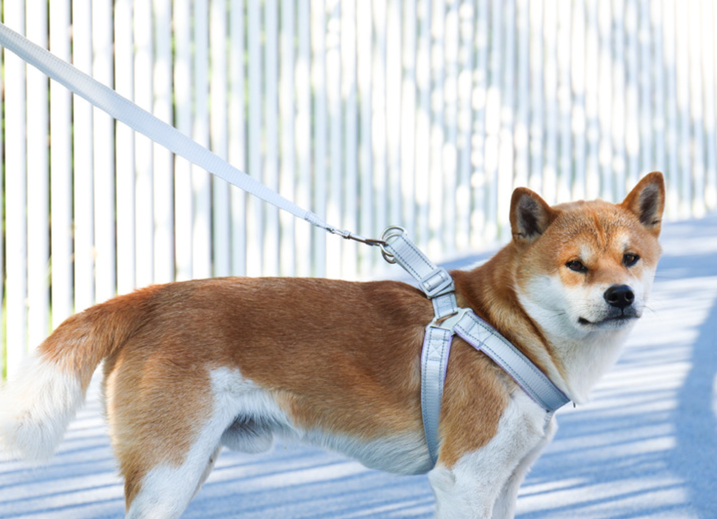 Chenpet Wholesale Pet Collars Dog Accessories Sets