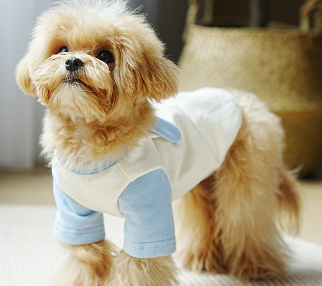 Chenpet Wholesale Custom Pet Winter Clothes Dog Apparels