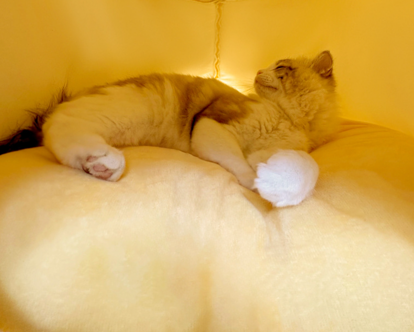 Chenpet Durable Pet Winter Beds Dog Warm Houses