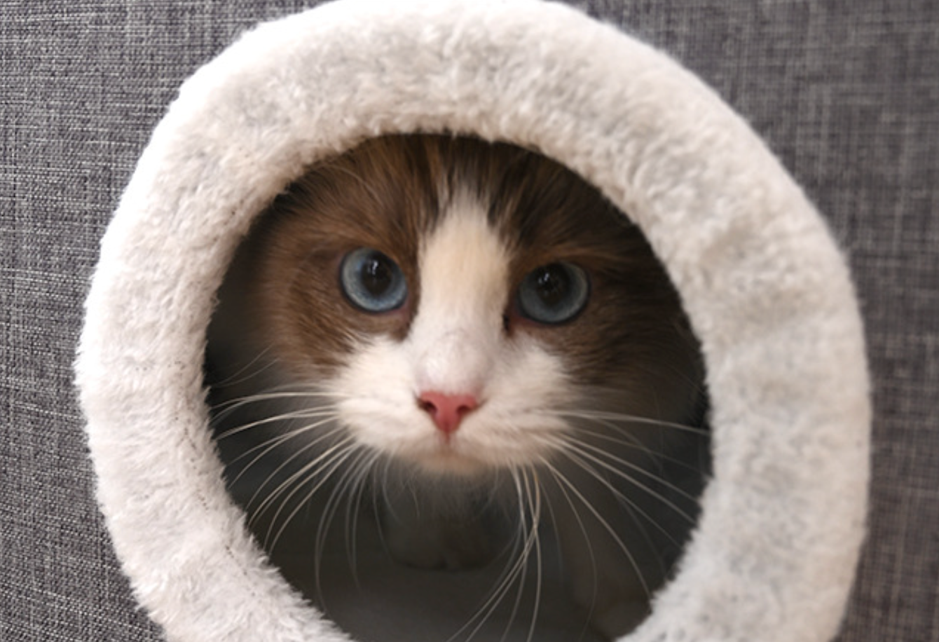 Chenpet Pet Houses Dog Beds Pet Folder