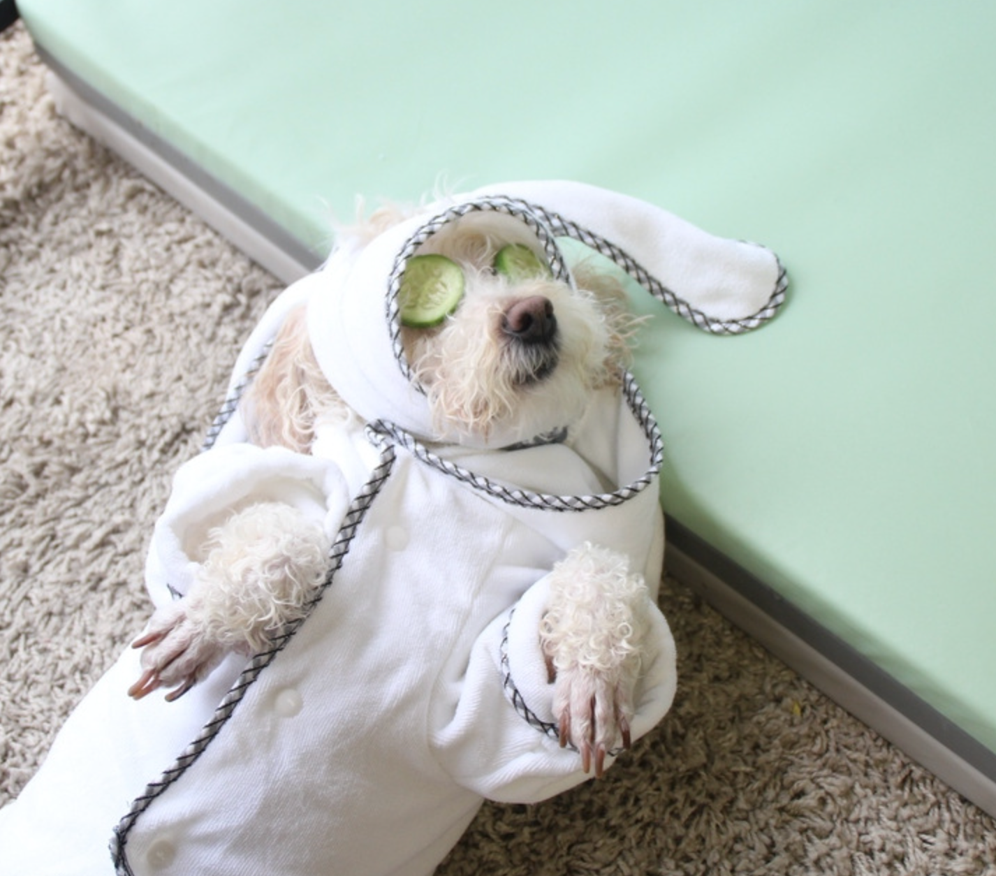 Chenpet Wholesale Absorbent Dog Bathrobe Pet Washing Clothes
