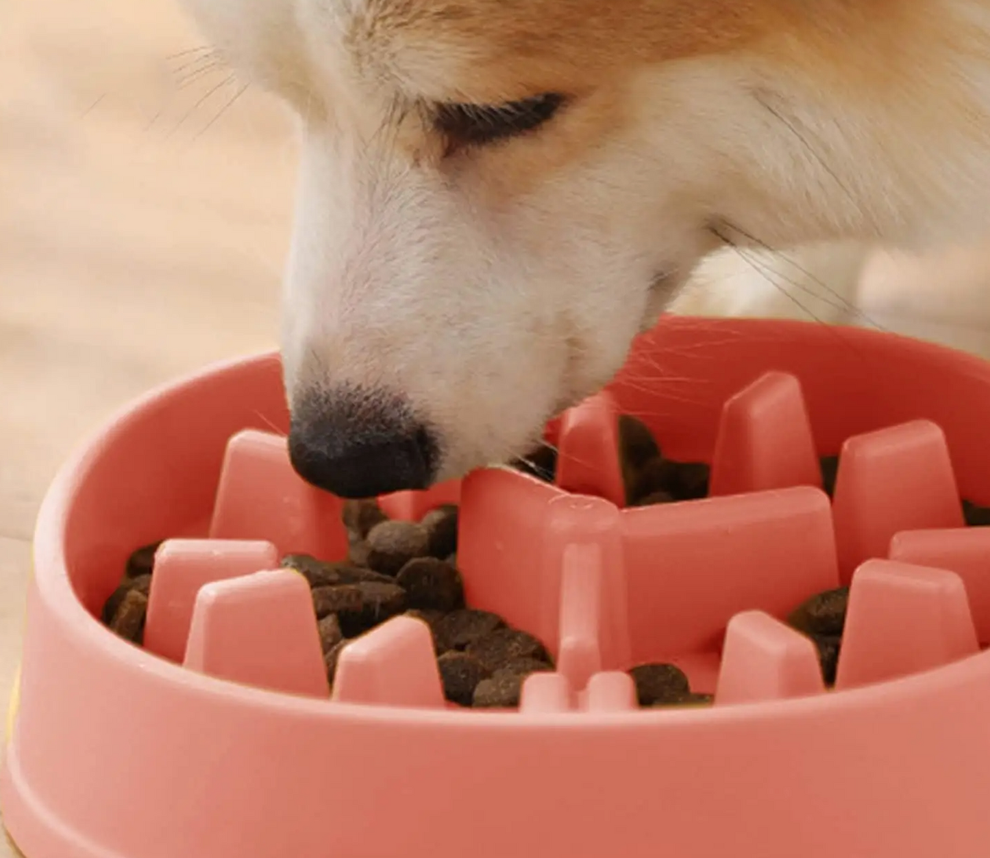 Chenpet Wholesale PP Pet Bowls Dog Feeder Bowls