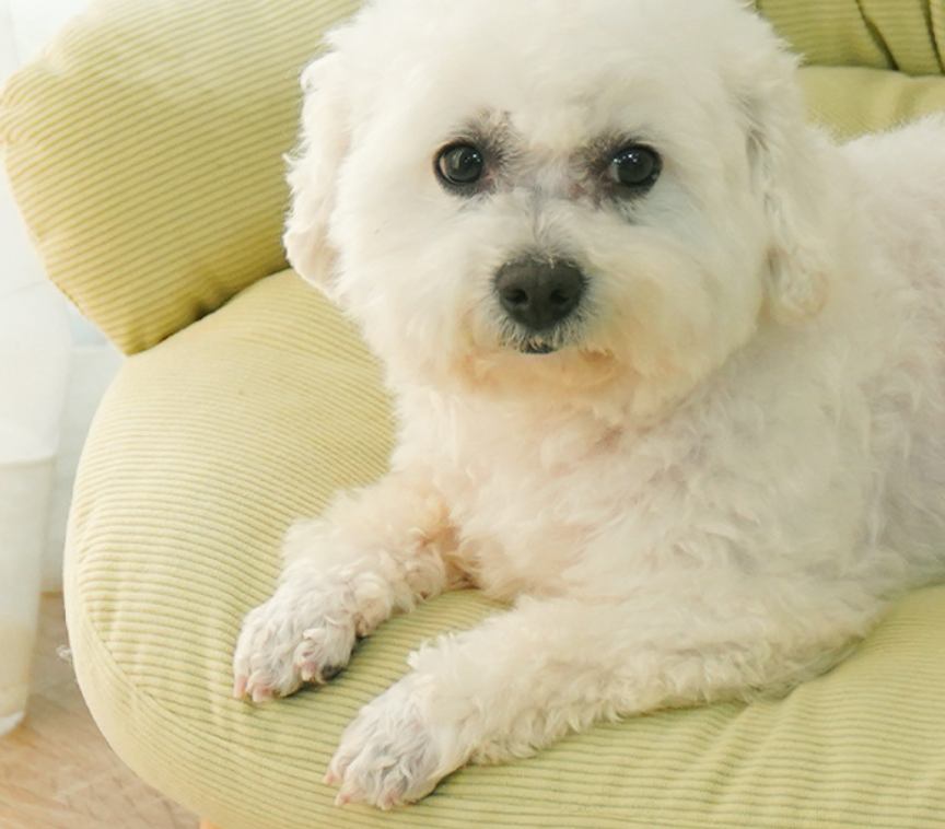 Chenpet High Quality Wood Pet Beds Dog Sofa Beds