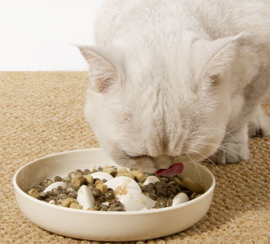 Chenpet Wholesale PP Pet Slow Feeder Bowls