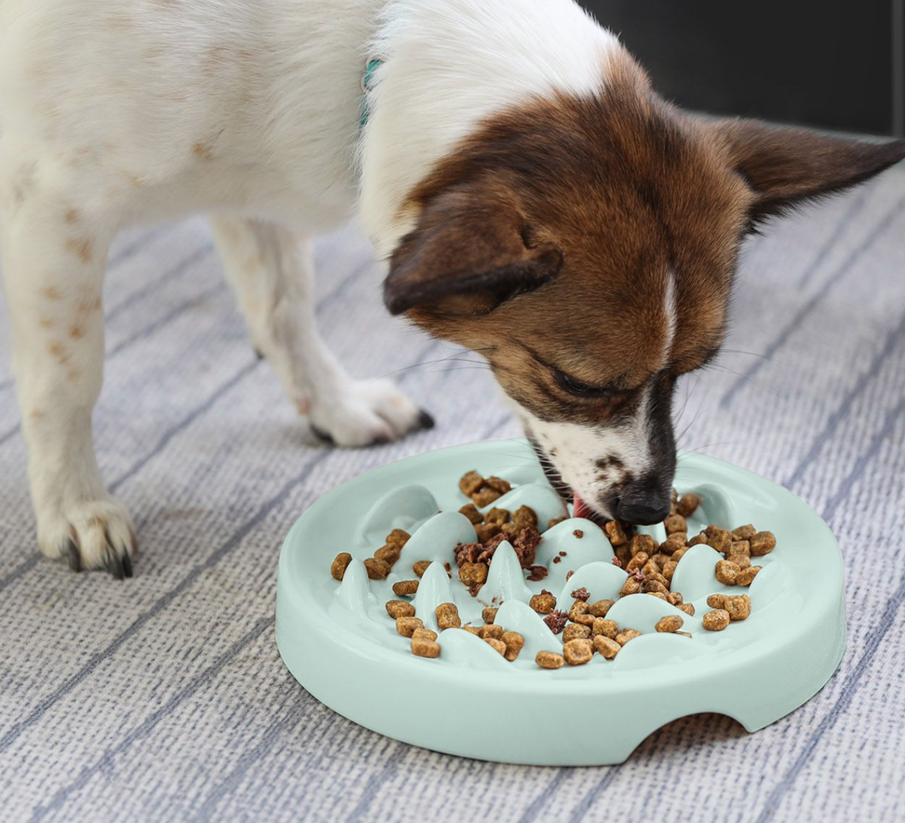 Chenpet Wholesale PP Pet  Dog Feeding Bowls
