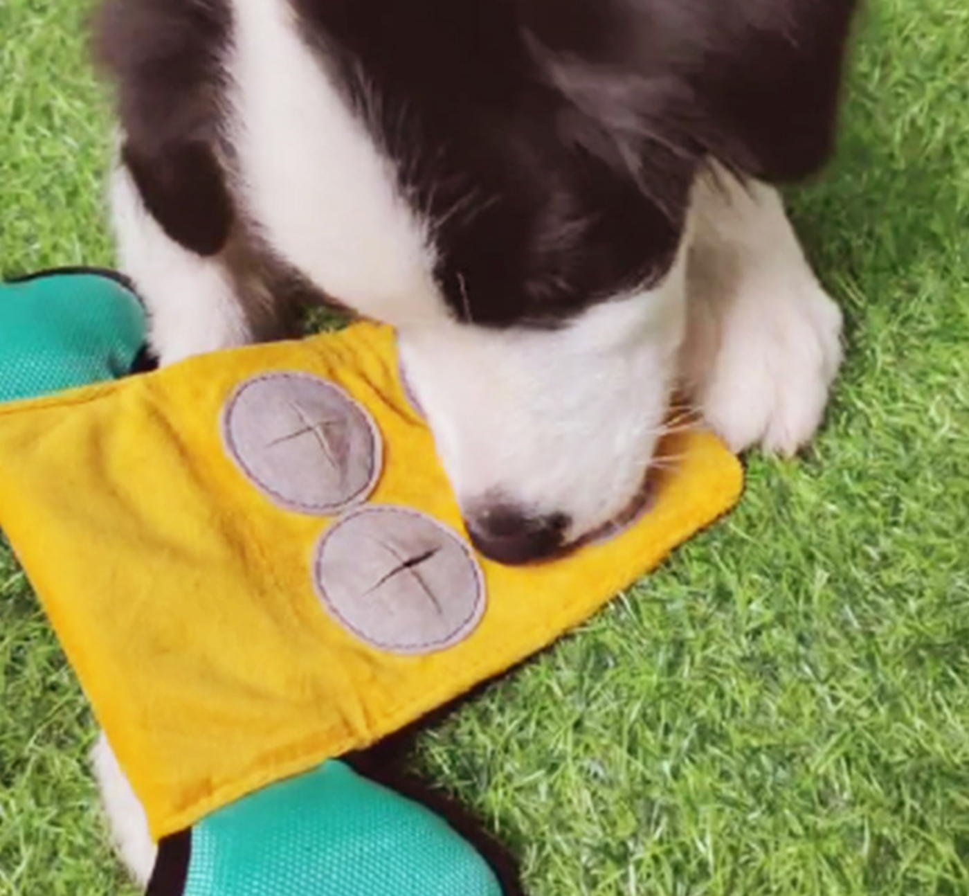 Chenpet Wholesale Custom Puzzle Feeding Dog Toys