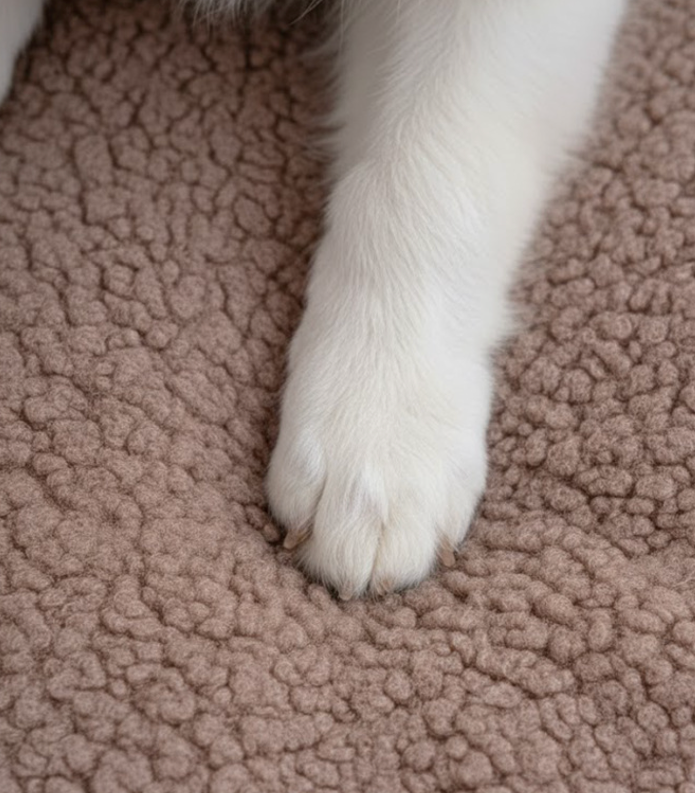 Chenpet New Design Cloud Velvet Winter Machine Wash Pet Beds