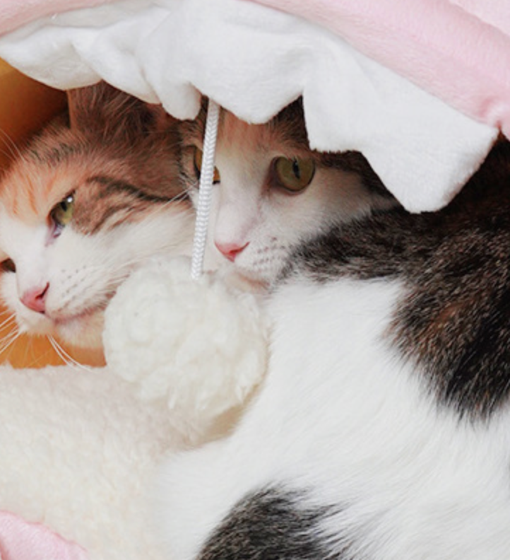 Chenpet Wholesale Cozy Plush Pet Bed Lovely Pet House