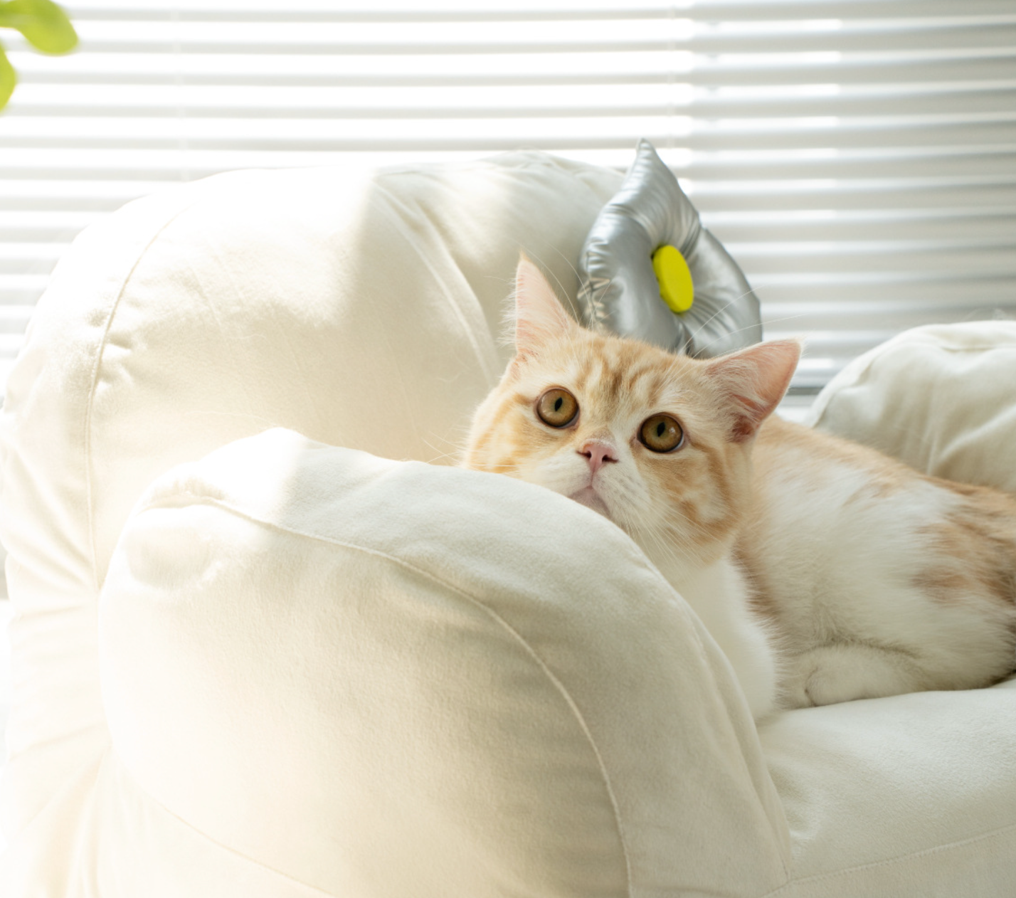 Chenpet New Arrival High Quality  Cat Sofa Easy Clean Velvet Pet Beds