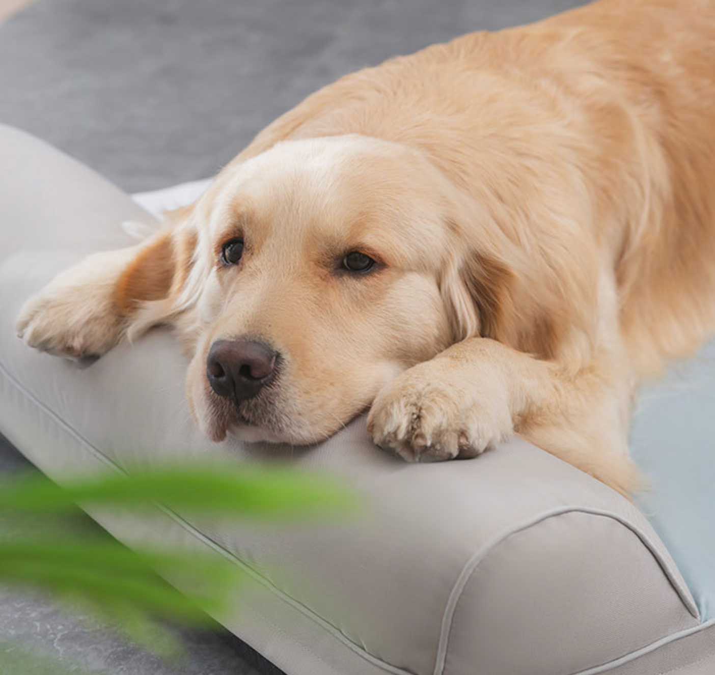 Chenpet Customized Ice Cool Pet Beds Summer Dog Beds