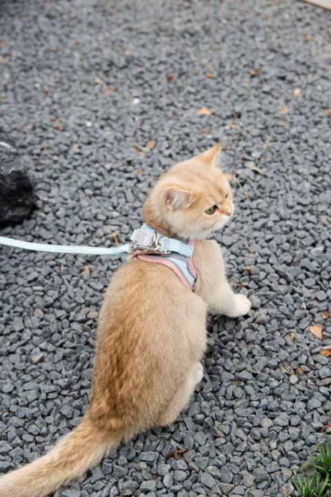 Joint Color Pet Cat Chest &Leash