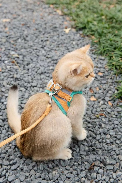 Joint Color Pet Cat Chest &Leash