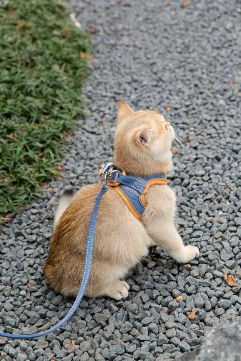 Joint Color Pet Cat Chest &Leash